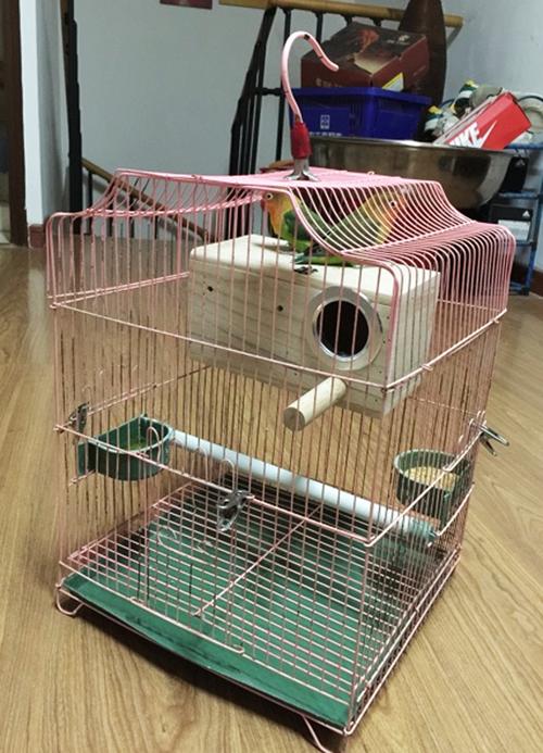 包邮鸟用梧桐实木繁殖箱虎皮牡丹鹦鹉加大款鸟窝鸟笼