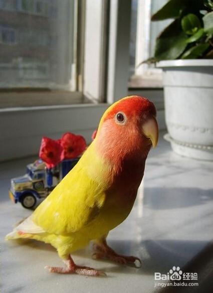 如何判断牡丹鹦鹉年龄