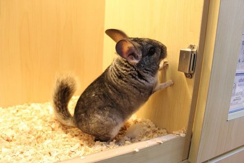 相关标签: 龙猫        很多想养龙猫的朋友都在担心,龙猫到底会不会