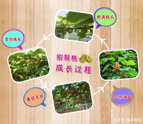 猕猴桃生长过程