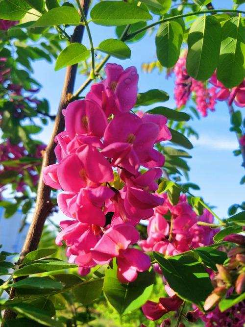 红花刺槐花