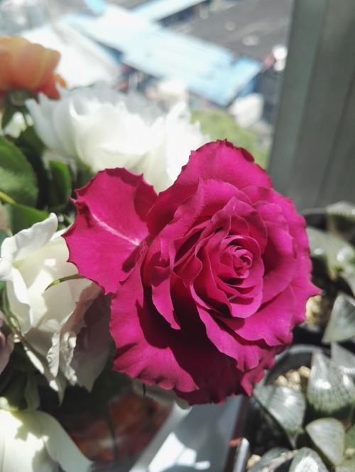 水灵花园5加仑大苗心之水滴白色丰花灌木月季勤花植物