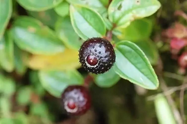 这种野果广东人叫"布离子"或"乌妮子" 地捻子,在山野,路边,到处可以