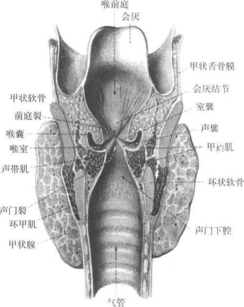 喉腔-人体解剖学-医学
