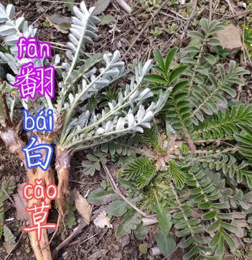 贵州毕节古夜郎大山野生药材翻白草野生全草入药下单现采现晒