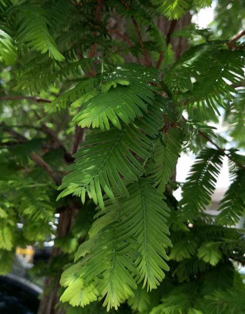 美丽的花草(一) 认识叶子