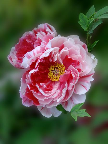 [转载]复色牡丹