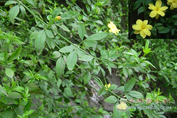 黄花稔别名  黄花地桃花,地膏药,黄花母,千斤坠,枚叶草,山鸡绸,吐黄旗