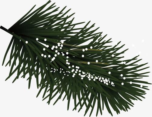 矢量手绘松树枝
