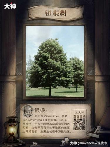 【本期要点】银椴木魔杖