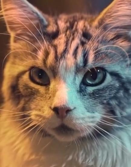 猫咪会耍"帅"?小伙居然被一只猫帅到,网友:像某个明星!