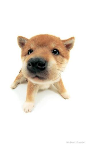 狗头系列高清手机壁纸