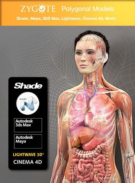 3d, anatomy, 解剖学, グーグルボディ, 人体, ボディブラウザー, 3d