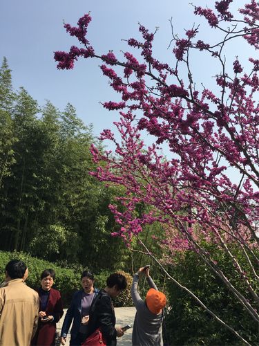 荆川公园看海棠