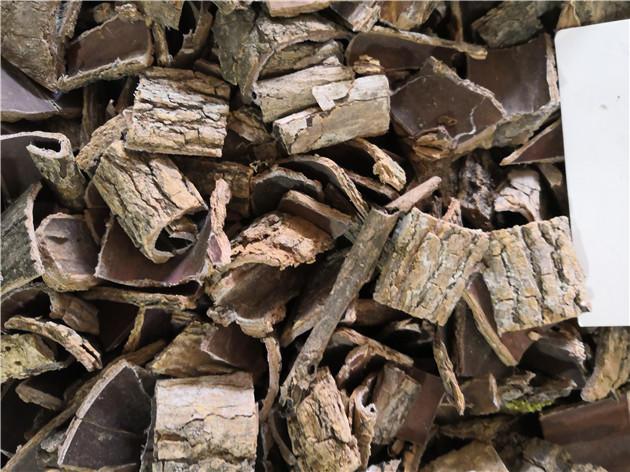 中药材杜仲 杜仲