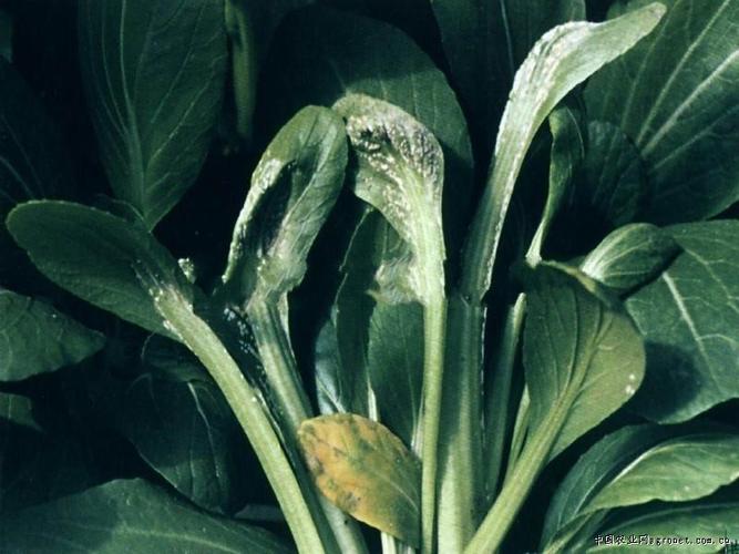 > 油菜病虫害列表