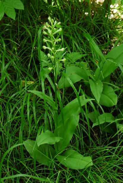 具有补气润肺,化痰止咳,解毒之功效.用于病后虚弱