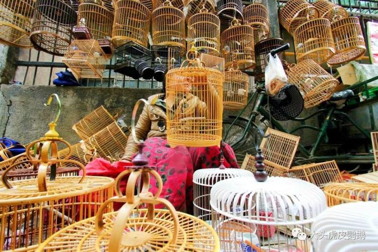 中国三大笼养鸟,虎皮鹦鹉稳居第一