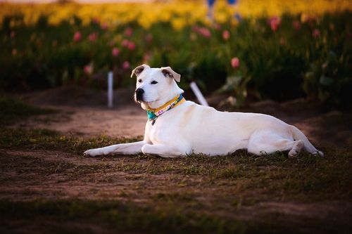动物户外兽猎犬可爱的室外躺着平躺宠物小狗
