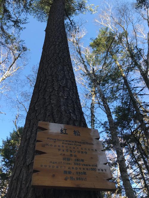 伊春的小兴安岭被誉为红松的故乡.560年的红松,一眼看不到顶.