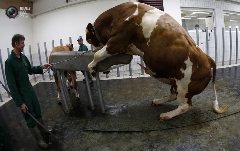 4月9日,霍亨泽尔村的牛人工授精中心,饲养员约翰尼斯注视着即将射精的