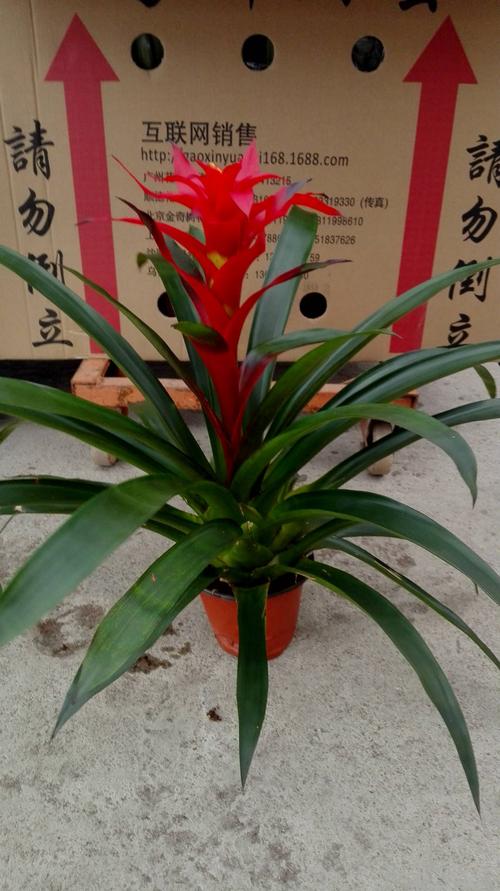 平头红 观赏凤梨 盆栽批发 高山培育 厂家直销 一件21