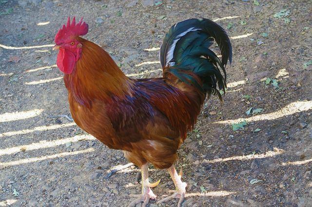 属鸡的今年多大,属鸡的出生年份有哪些?