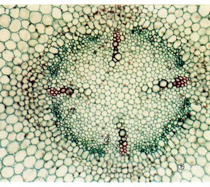 蚕豆幼根横切,示中柱(400×)①中柱鞘 ②木质部 ③