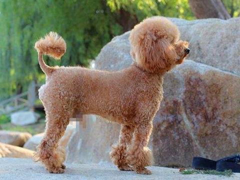 泰迪小狗老咬尾巴是不是得了狂犬病