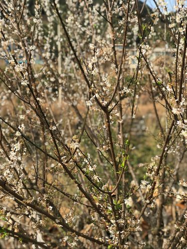 立春:永泰赏青梅花