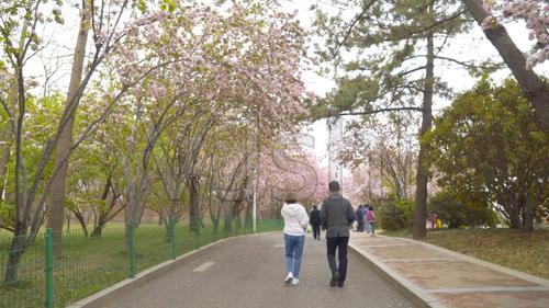 4k春天公园情侣散步行人海棠花樱花大道_3840x2160