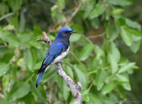 白腹姬鹟 - 林鸟版 鸟网