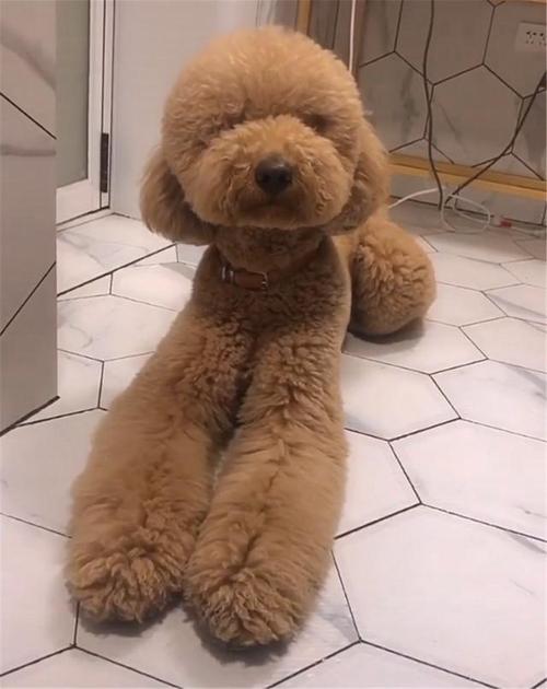 主人带巨贵做美甲,狗子坐在桌前安静乖巧,狗:给我涂