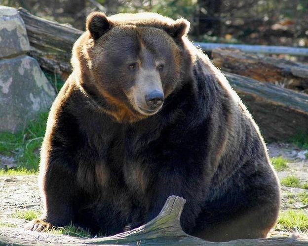 古老的熊科动物之一对于美洲黑熊的各项特点的简要介绍