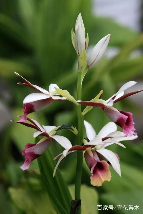 兰花推荐:亭亭玉立的鹤顶兰