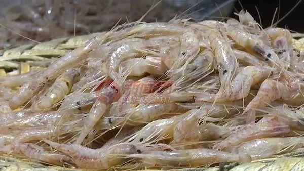 启东人:"红芒子虾"少量上市,你猜多少钱一斤?吃货们