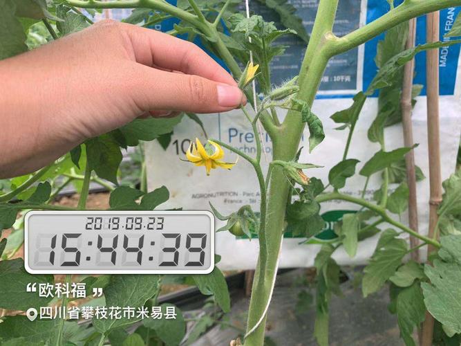 要想番茄长得好,底肥欧科福缺不了