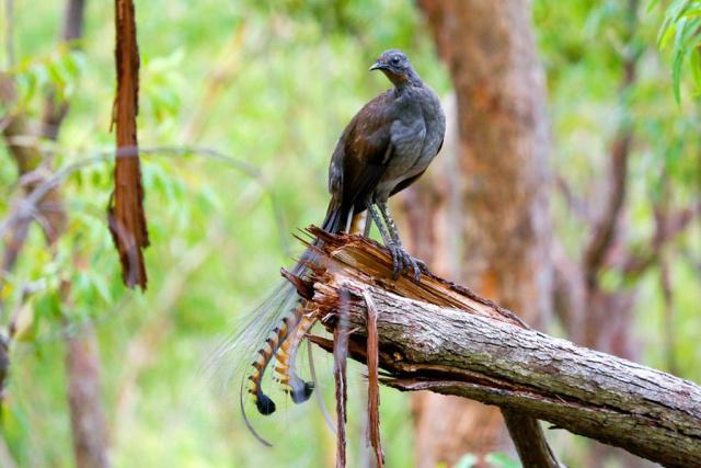 澳大利亚琴鸟动物界的口技大师能够模仿数百种声音