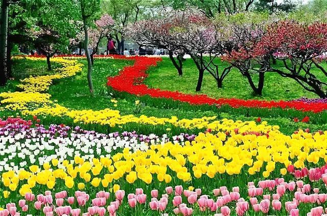 合肥植物园.百花争妍,姹紫嫣红.