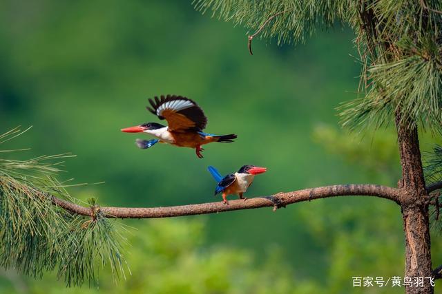 山东沂山野拍基地,蓝翡翠鸟热拍中,张张惊艳