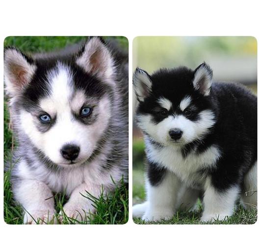 哈士奇阿拉斯加到底有多像?教你一招轻松分辨!