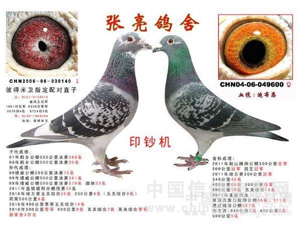 2012年种鸽配对