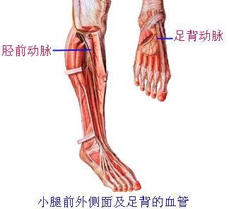 (3)胫前动脉:于小腿前群肌间下降至足背移行为足背动脉.
