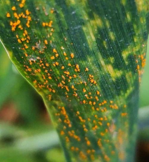 关注小麦叶锈病 控病保叶防早枯