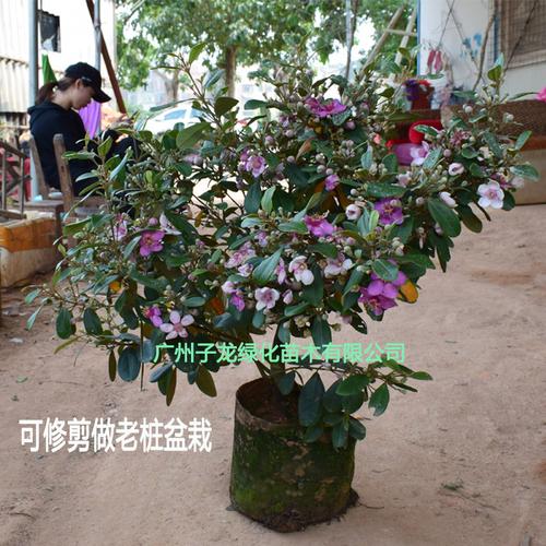 捻子树苗四季种植别墅庭院开花树盘栽户外绿化盆景观赏盆栽 捻子树:20