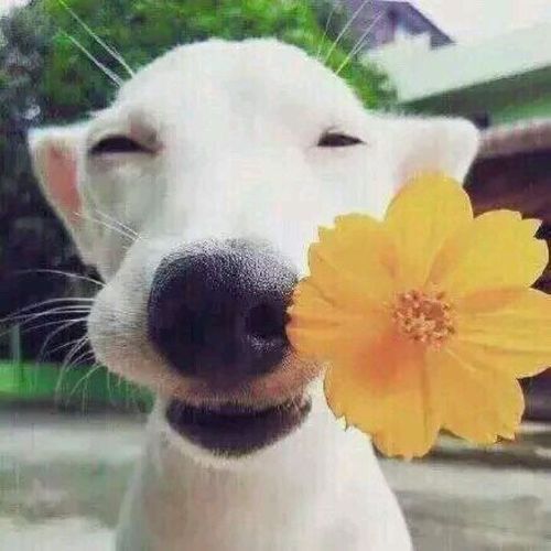 情侣头像 搞怪 狗狗 男头