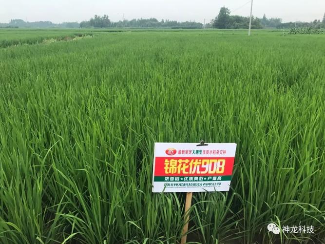 新品水稻●全程机械化种植●虾稻种养结合模式——专家领导现场点评