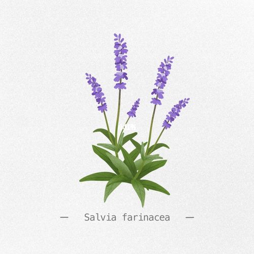 每日一画/鼠尾草_鼠尾草_绘画_绘画日常_文化_绘画