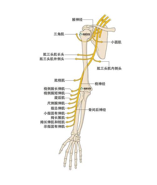 桡神经应用解剖