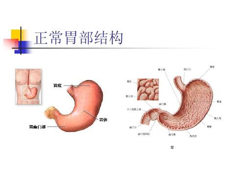 正常胃部结构